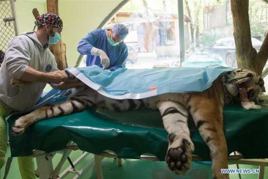 The 13-year-old Siberian tiger Igor's hip joint is treated with a stem-cell procedure in Szeged, southern Hungary, on April 18, 2018. (Xinhua/Attila Volgyi) 
