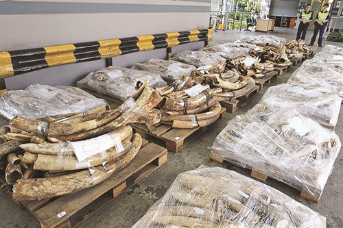 Seized elephant tusks are displayed by customs authorities in Hong Kong in 2012. Ivory smuggling has fallen due to strict law enforcement in China in recent years. (Photo provided to China Daily)