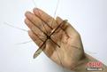 Wow! Super-sized mosquito found in SW China's Sichuan 