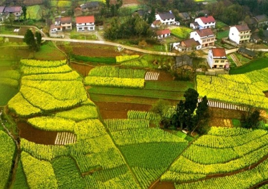 Photo taken on March 18, 2018 shows wheat and flowering rapeseed field in Zhonglou Village of Wuhou Township in Mianxian County, northwest China's Shaanxi Province. (Xinhua/Tao Ming)