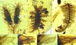 中国古生物学家报道一种新的草类物种