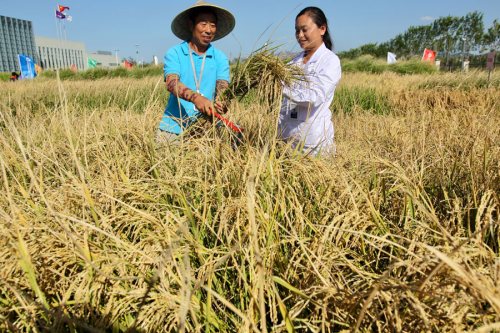 Researchers harvest a variety of saltwater-tolerant rice in Qingdao, Shandong Province, in September. (Photo/China Daily)