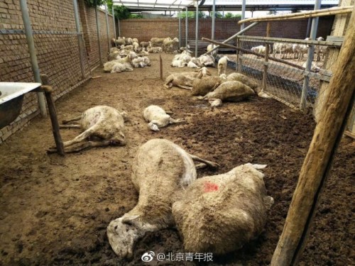 Scene of the dead goats poisoned by the toxic leeks. (Photo/Beijing Youth Daily's Sina Weibo account)