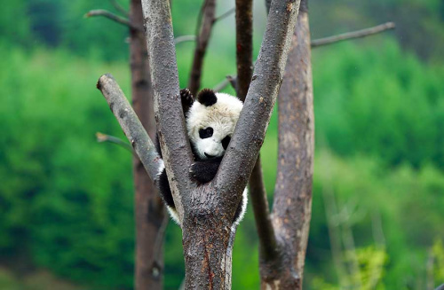 A giant panda cub clings to a tree at the Shenshuping base of the China Conservation and Research Center for the Giant Panda in Wolong, Sichuan Province. (NORA ZHENG/CHINA DAILY)