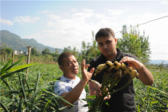 Kottuvala Abdul Mateed (right) and his father-in-law, Lyu Weiping, examine ginger they grew in Jianshi county, Hubei province, in September.(Photo: China News Service/Zhang Guifeng)