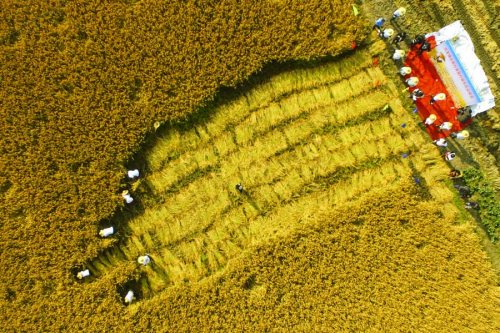A bird's eye view of a rice harvest competition held in Dazhu village, Wuxing district, Huzhou city in East China's Zhejiang Province, on Dec. 8, 2016. (Photo by Zhu Weiliang and Zhang Dong/chinadaily.com.cn)