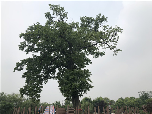 An Ormosia hosiei tree over 1,000 years old is undergoing maintenance at Hongdou village, Shigu town in Shifang city, Southwest China’s Sichuan province, May 4, 2018. (Photo by Yao Yao/chinadaily.com.cn)