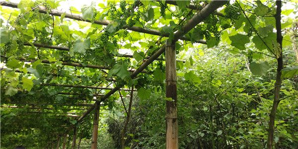 A grape trellis at Chengdong village, Shifang city, May 4, 2018. (Photo by Chen Yangyang/provided to chinadaily.com.cn)
