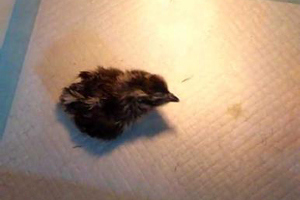 China's giant panda base helps breed rare bird