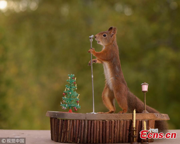 The image shows a red squirrel displaying its musical skills on mini musical instruments.(Photo/VCG)