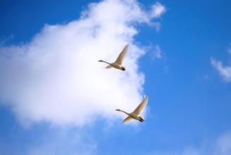 Peking University head apologizes for bird gaffe