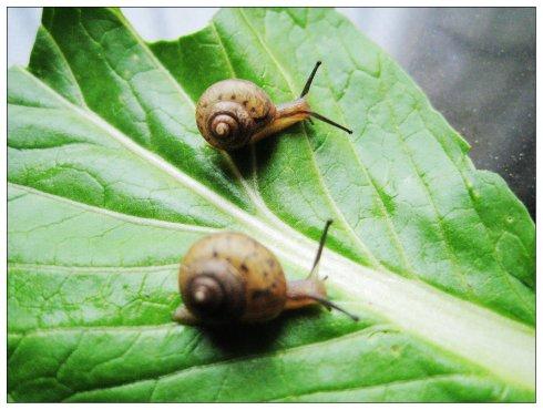 Villager's success comes faster than snail's pace