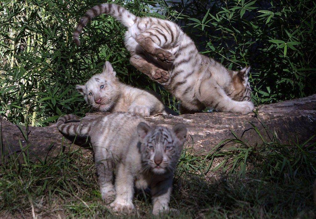 Animals bred in captivity to save them from extinction could be harmed instead: Aussie research