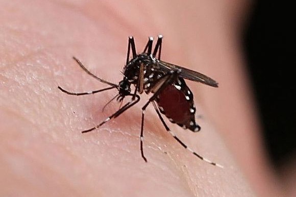 Beijing targets mosquitoes to cut dengue risk