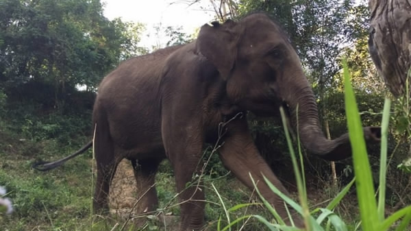 Saving China's elephants: The war between elephants and humans