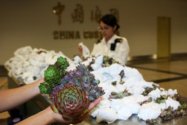 Customs on hunt for imports of illegal exotic pets