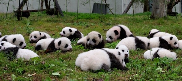 Panda cubs relax at the China Conservation and Research Center for the Giant Panda in Wolong, Sichuan province, in October. (Photo provided to China Daily)