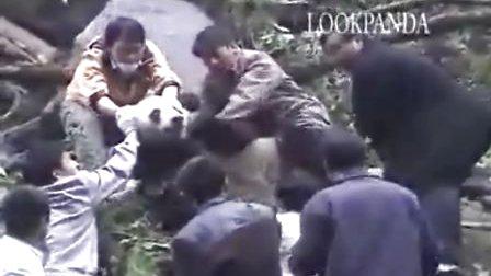 Post-quake restoration expands giant panda habitat