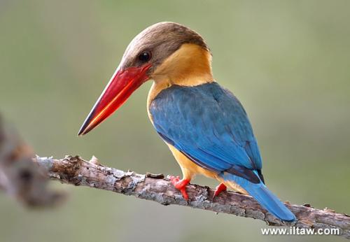 China's bird lovers saddened by death of rare bird