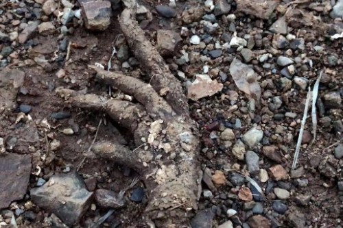 Suspects grilled by police after frozen meat is stolen from pit