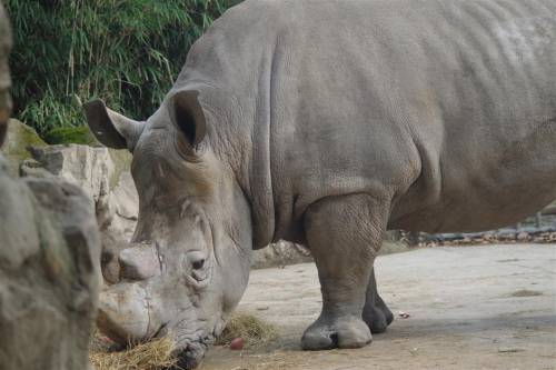 Qiangqiang, a male southern white rhino, has been living in Shanghai Zoo since 2007. (Photo/Shanghai Zoo)
