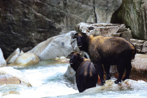 Two sentenced for killing endangered animal