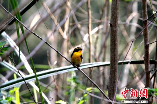 Volunteers curb bird poaching on key site