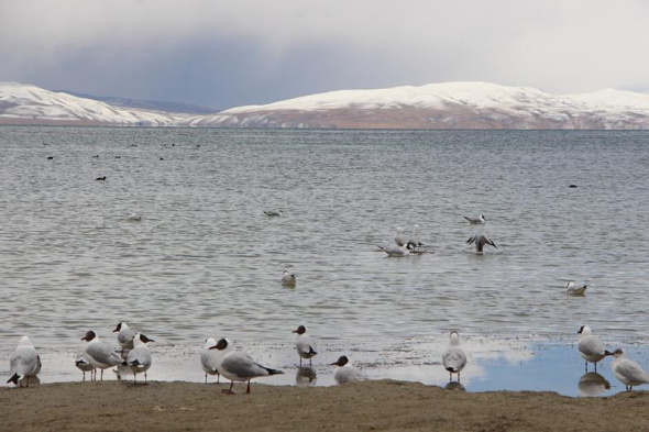 Black-beaded gulls rest at Lake Manasarova on May 10, 2018. (Photo by Ma Chi/chinadaily.com.cn)