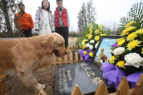 A man (right) and his dog Maimai at the grave side of Maverick, who was the father of Maimai, at CKC Pet Cemetery in Beijing's Tongzhou district on March 30, 2010. Such graves are too expensive for many pet owners. (Shi Huili/for China Daily)