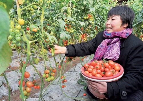 A farmer in Zouping county in East China's Shandong province picks organic tomatoes. [Photo: Dong Naide/China Daily]