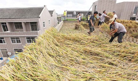 People hired by Tao Zhengrong harvest rice on the 133-square-meter rooftop of Tao's six-floor factory in Wenling, Zhejiang province, on Tuesday.