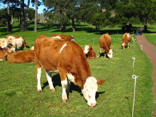A dairy cow pasture in New Zealand. [Provided to China Daily]