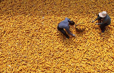 Famers dry harvested corn in Linyi, East China's Shandong province in this Oct 8, 2012 file photo. [Photo/Xinhua]