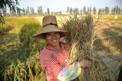 Photo taken on Oct 19, 2012 shows a farmer harvesting grain in Nanchang, East China's Jiangxi province. [Photo/Xinhua]