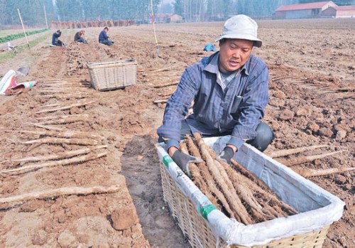 Farmers reap yam at Zouping county, Shandong province, on Oct 26. Yam is a major ingredients used in Chinese herbal cuisine. Dong Naidei / For China Daily