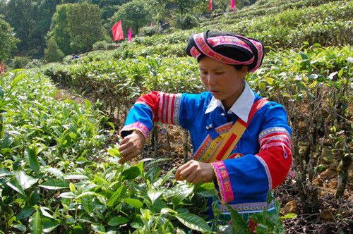 A Yi ethnic woman working at a Pu'er tea farm. Pu'er is a big-leaf tea produced in Yunnan, especially in the Pu'er, Lincang, and Xishuangbanna areas. Records show it was drunk as long ago as the Eastern Han Dynasty (AD 25-220). The tea is commonly packaged as a cake, brick or lump, to make storing and transportation convenient. [Photo / China Daily]