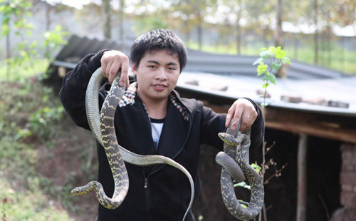 A farmer showing snakes he breeds at his snake farm in Chongqing. Snake farming is a big business in China. In Zisiqiao, a small village measuring just 0.9 square kilometers in East China's Zhejiang province, residents farm 4 million serpents. It has earned the reputation as China's No 1 snake village. Most villagers have an annual income of 50,000 yuan ($7,937) to 60,000 yuan. [Photo / China Daily] 