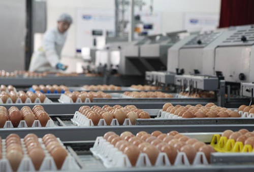 An egg processing and distribution plant in Beijing. [Photo/China Daily]