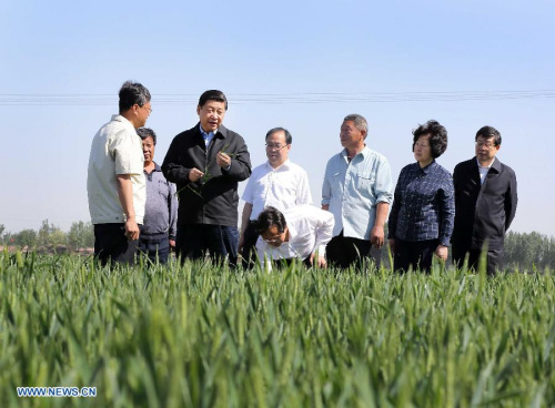 Chinese President Xi Jinping (3rd L), examines the growth situation of wheat at Dingjiaquan Village of Wuqing District in north China's Tianjin Municipality. Xi Jinping made an inspection tour to Tianjin from May 14 to 15. (Xinhua/Lan Hongguang)