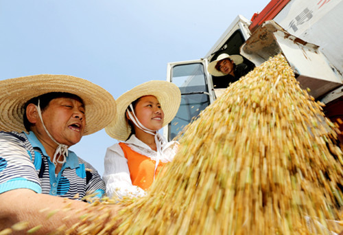 Farmers in Liuyuan village, Huaibei, Anhui province, pack wheat beside a harvester on Sunday. The country's main wheat producing areas, such as Henan, Shandong, Anhui and Shanxi provinces, began to harvest wheat recently. [Photo/China Daily] 
