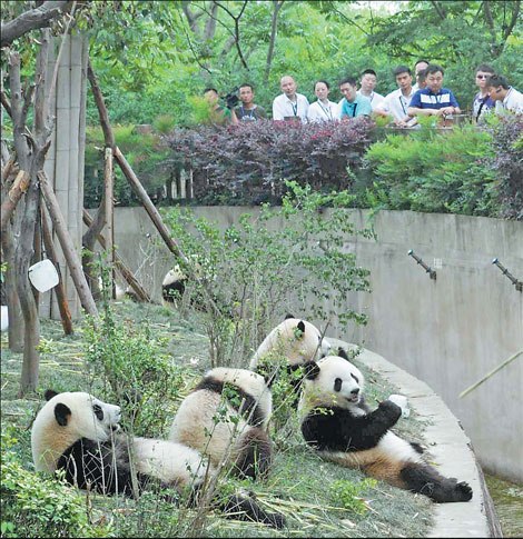 Pandas entertain guests of the 2013 Fortune Global Forum in Chengdu on June 7. The event was fruitful for the city. According to the Chengdu government, at least 74 business deals were signed between the city and Fortune Global 500 companies or large multinationals, with the combined value surpassing 112 billion yuan ($18.26 billion). [Photo/Provided to China Daily]