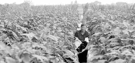 Some sectors, such as agriculture, will not be affected by the economic slowdown, experts say. Tan Kaixing/for China Daily