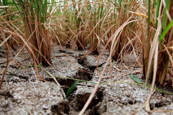 Photo taken on Aug. 3, 2013 shows a cracked farmland in drought-hit Pingxiang Village of Quanzhou County, southwest China's Guangxi Zhuang autonomous region. Quanzhou county has been afflicted by a severe drought since July, causing heavy losses to agricultural production. [Photo / Xinhua]
