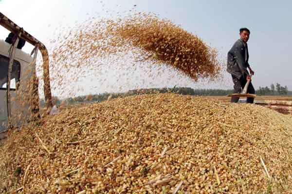 Bad weather is expected to lower China's wheat output by 2.6 metric million tons this year in provinces such as Henan, Anhui, Jiangsu and Shaanxi. The output will be 118 million metric tons.SI WEI FOR CHINA DAILY