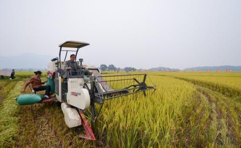 CHERISHING THE FARMLAND: A farmer harvests rice in Yongzhou, Hunan Province [Photo/BAI YU]  