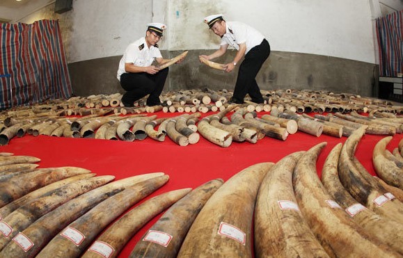 Customs officials in Xiamen, Fujian province, make an inventory of smuggled ivory on Monday. Details of two smuggling cases, involving nearly 12 metric tons of ivory worth 603 million yuan ($98.8 million), were disclosed on Monday and became the largest ivory smuggling cases in China. Lei Guohua / for China Daily  