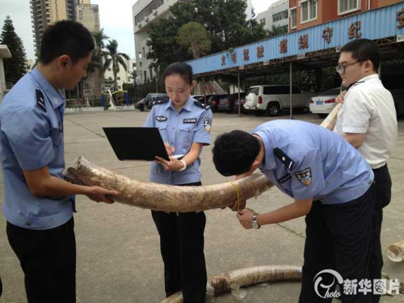 Smuggled ivories confiscated in Xiamen (Photo: news.cn)
