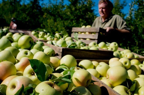 A worker harvests apples on a farm in the United States. Chinese agricultural officials are close to allowing Washington state's Red and Golden Delicious apples back into China next month after a two-year ban. Provided to China Daily  