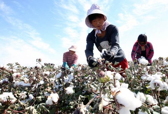 Cotton pickers are busy harvesting the crop in a field in Hami, Xinjiang Uygur autonomous region. The Ministry of Agriculture is estimating that the nation's harvest will be about 6.3 million metric tons in 2013, down 540,000 tons from last year. [Photo / China Daily]