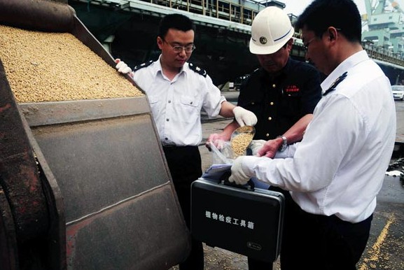 The quarantine officers inspect imported soybeans in Rizhao, Shandong province. China's edible oil imports also rose 9 percent year-on-year to 5.98 million tons in the first three quarters of 2013. [Photo / China Daily]